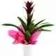Guzmania Guzmania