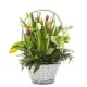Cesta Tulipanes Cesta Tulipanes